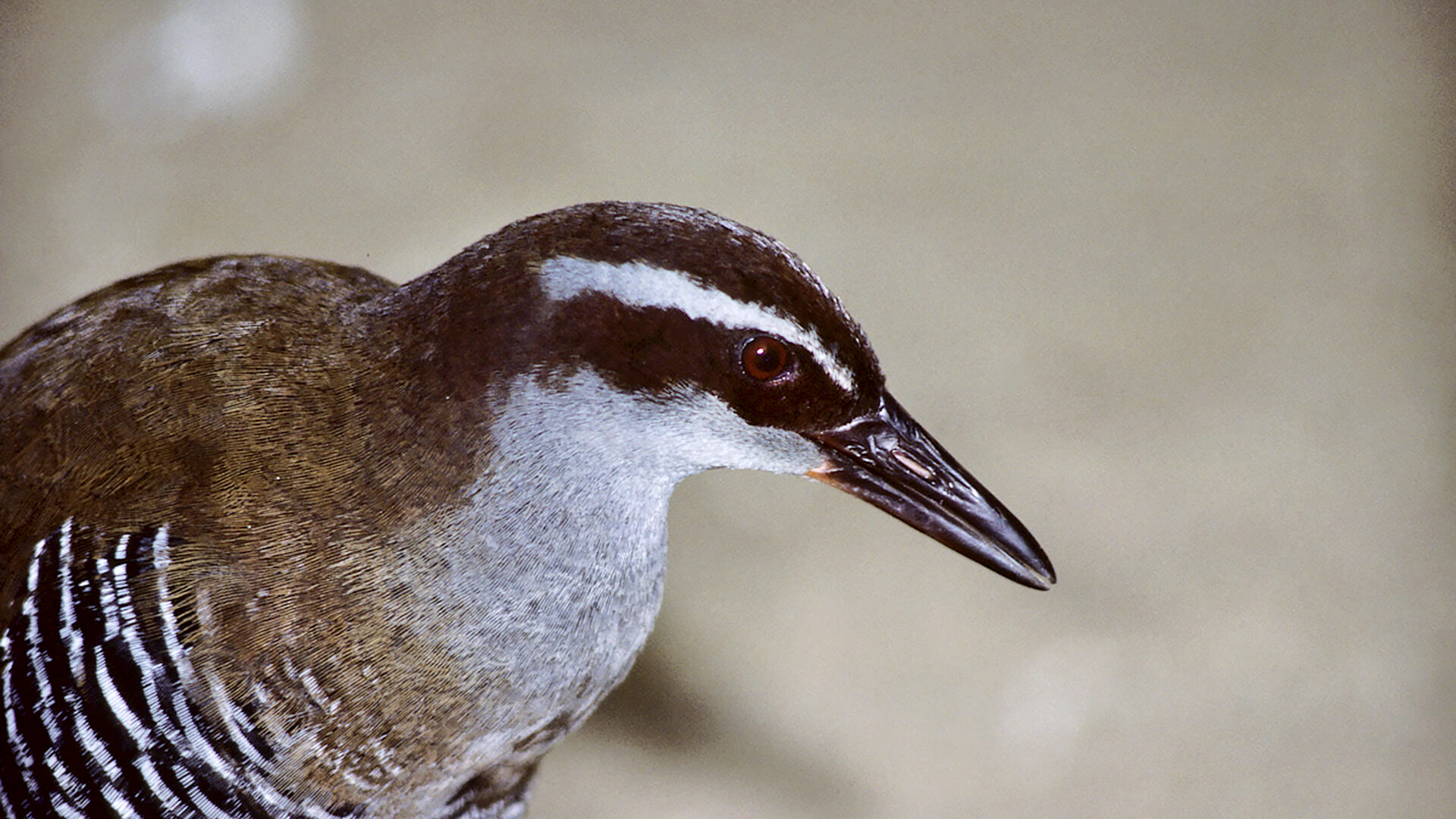 Side profile of a Guam rail