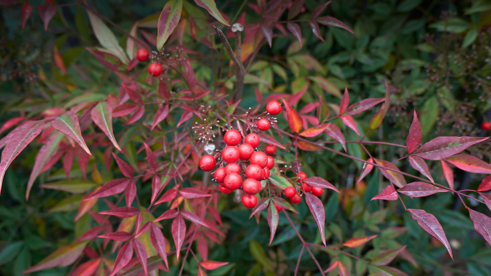 Closeup of heavenly bamboo plant's red berries.