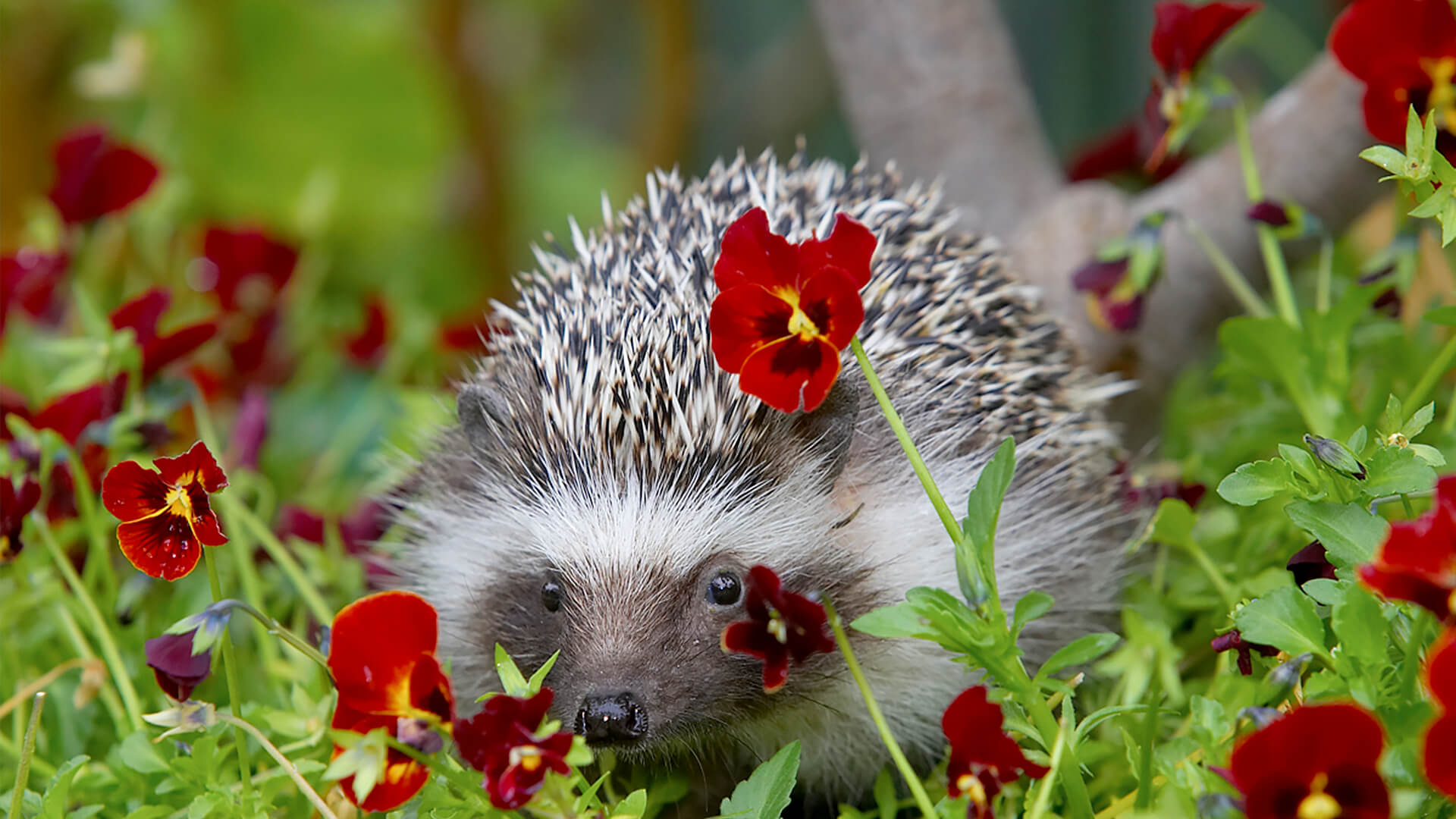 European hedgehog hides behind red pansy flower that it has nibbled on