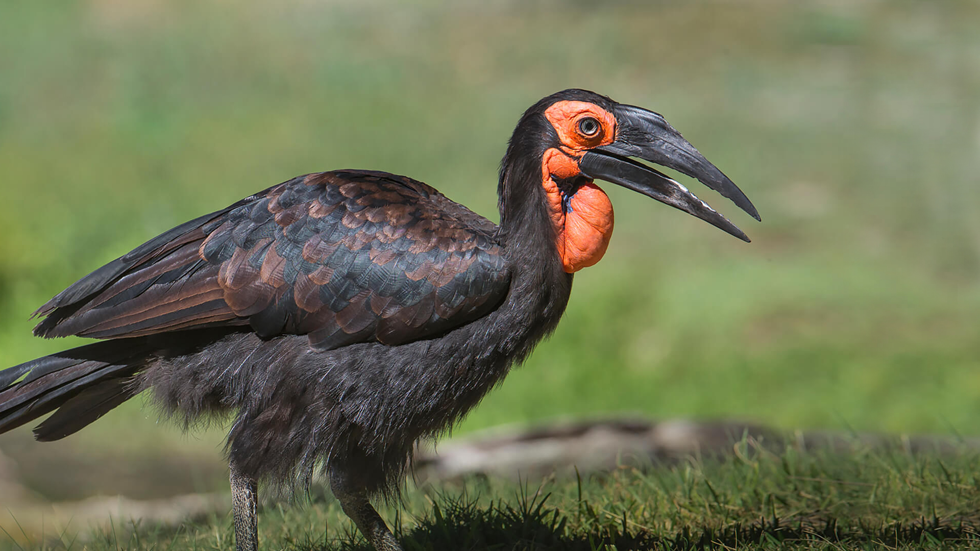 Southern Ground hornbill