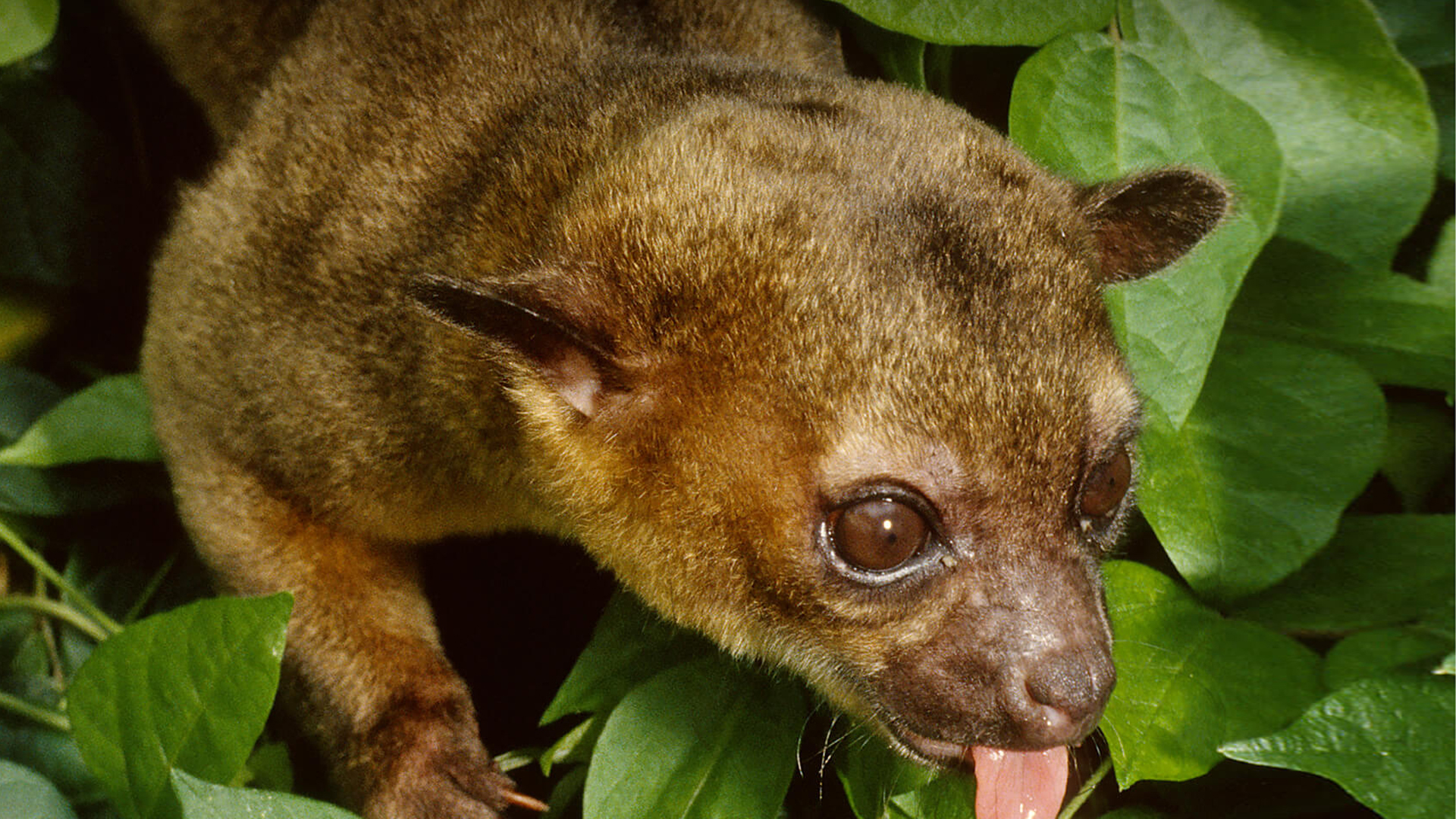 Kinkajou climbing down leaves, sticking its tongue out.