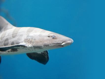 Leopard shark swimming in a blue tank