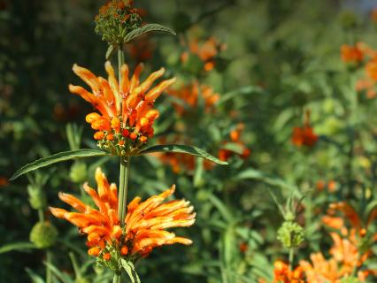 Lion's tail flowers growing as a shrub