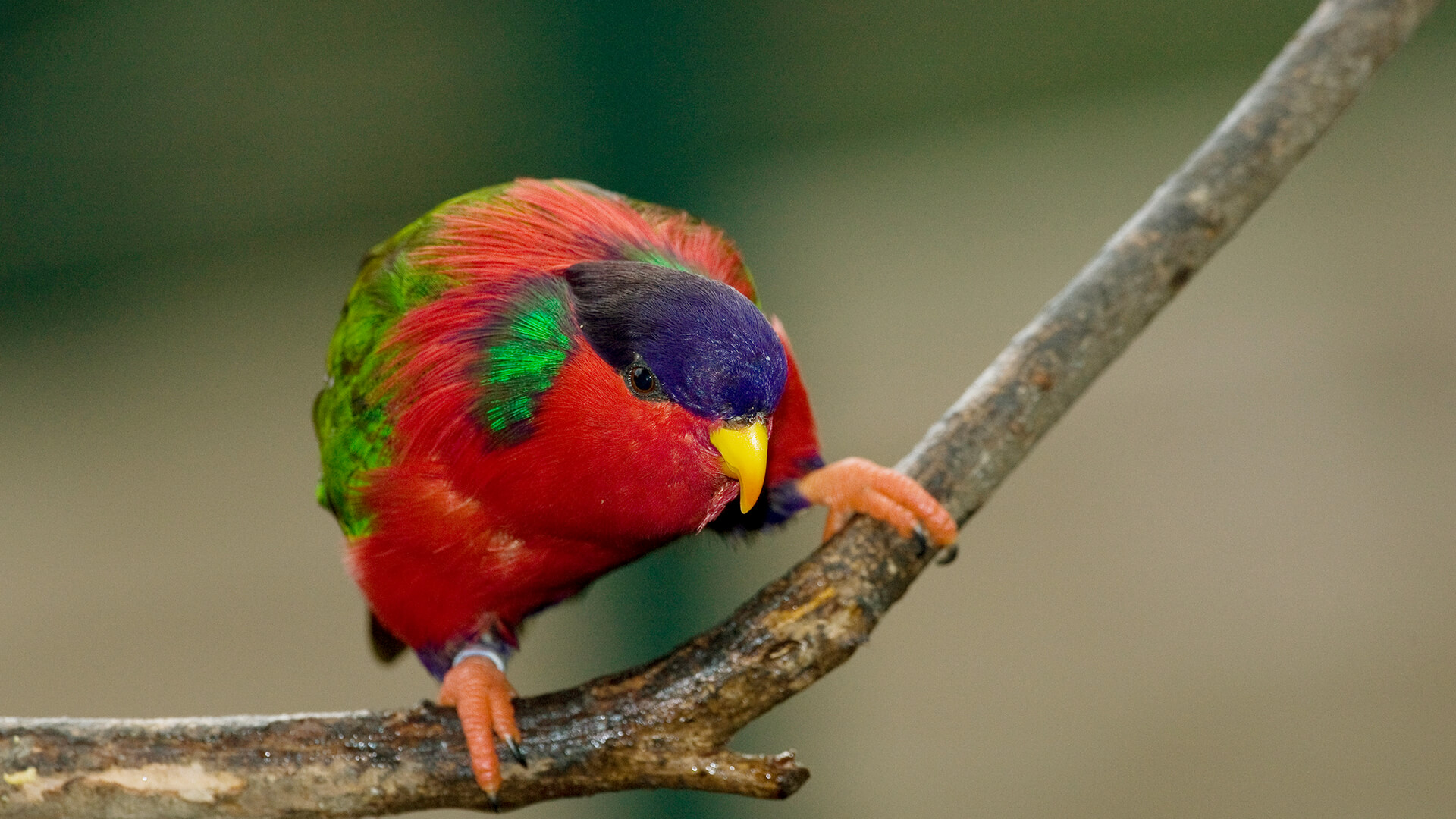 Rimitara lorikeet