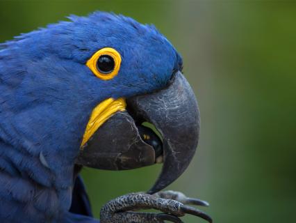 Hyacinth Macaws