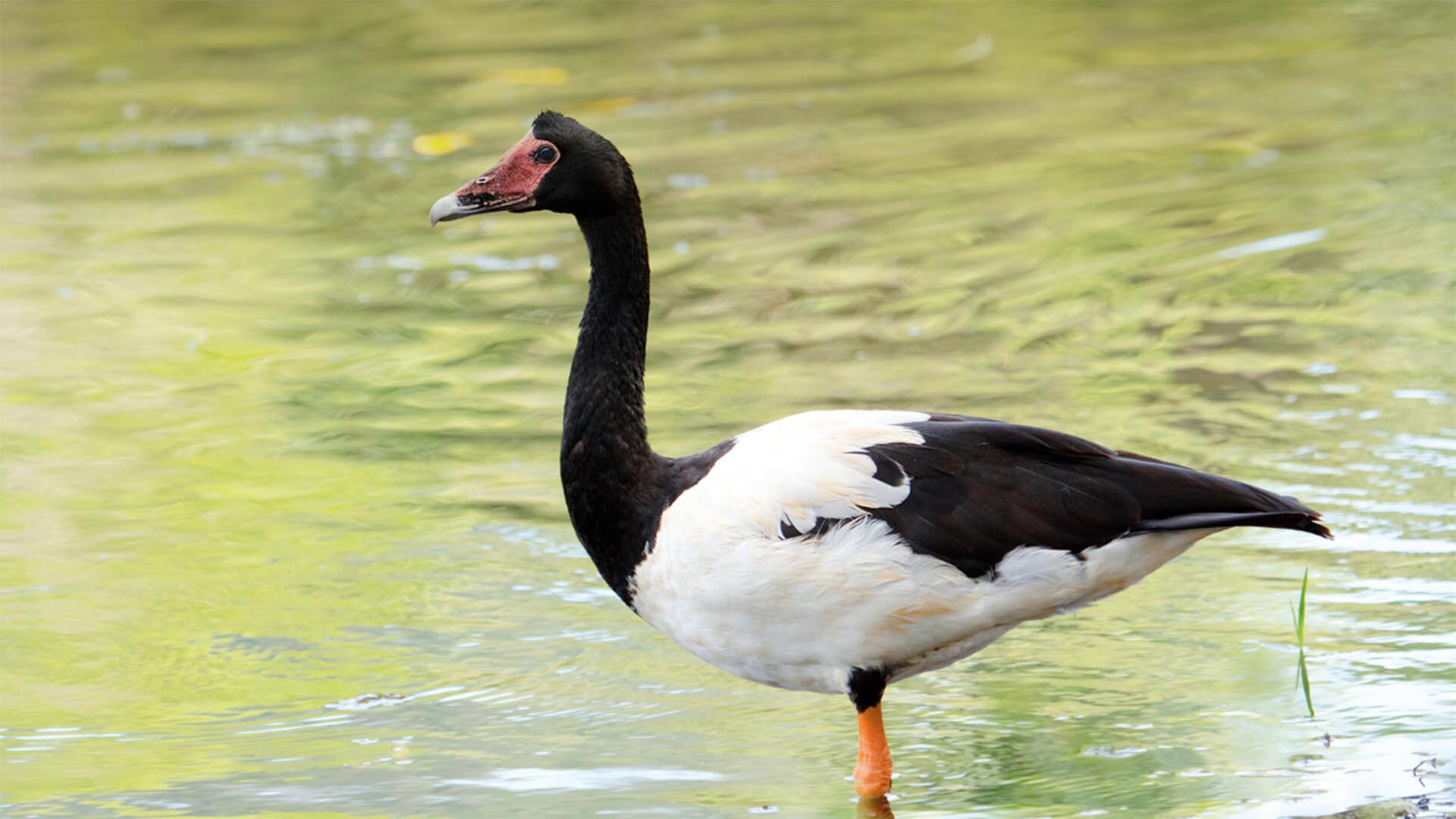 Magpie goose wading in shallow water