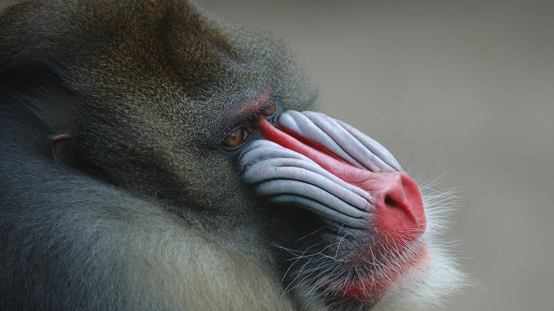 Close-up of a male mandrill's blue and red nose