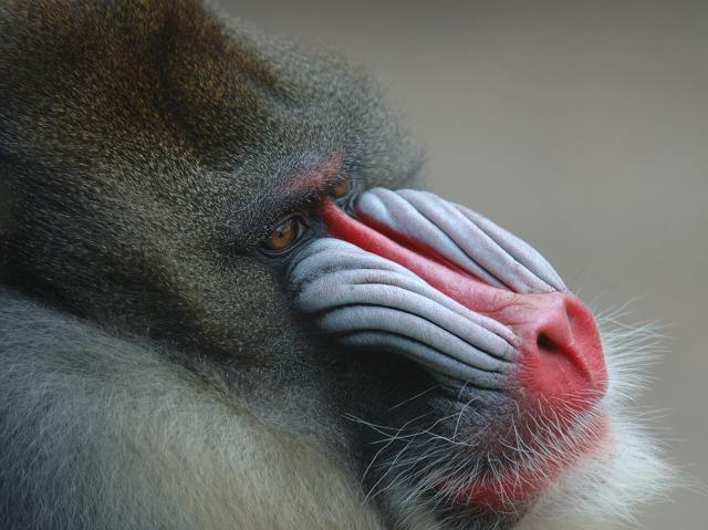 Close-up of a male mandrill's blue and red nose