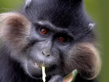 Close up of a mangabey monkey's face as he chews on a piece of food