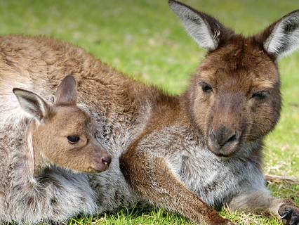 Kangaroo joey peeks out of its mother's much as mother lounges on grass