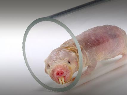 A naked role rat peeks its head out from a transparent plastic tube