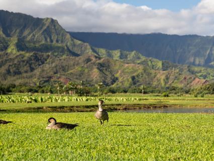 Nene geese, Big Island, Hawaii
