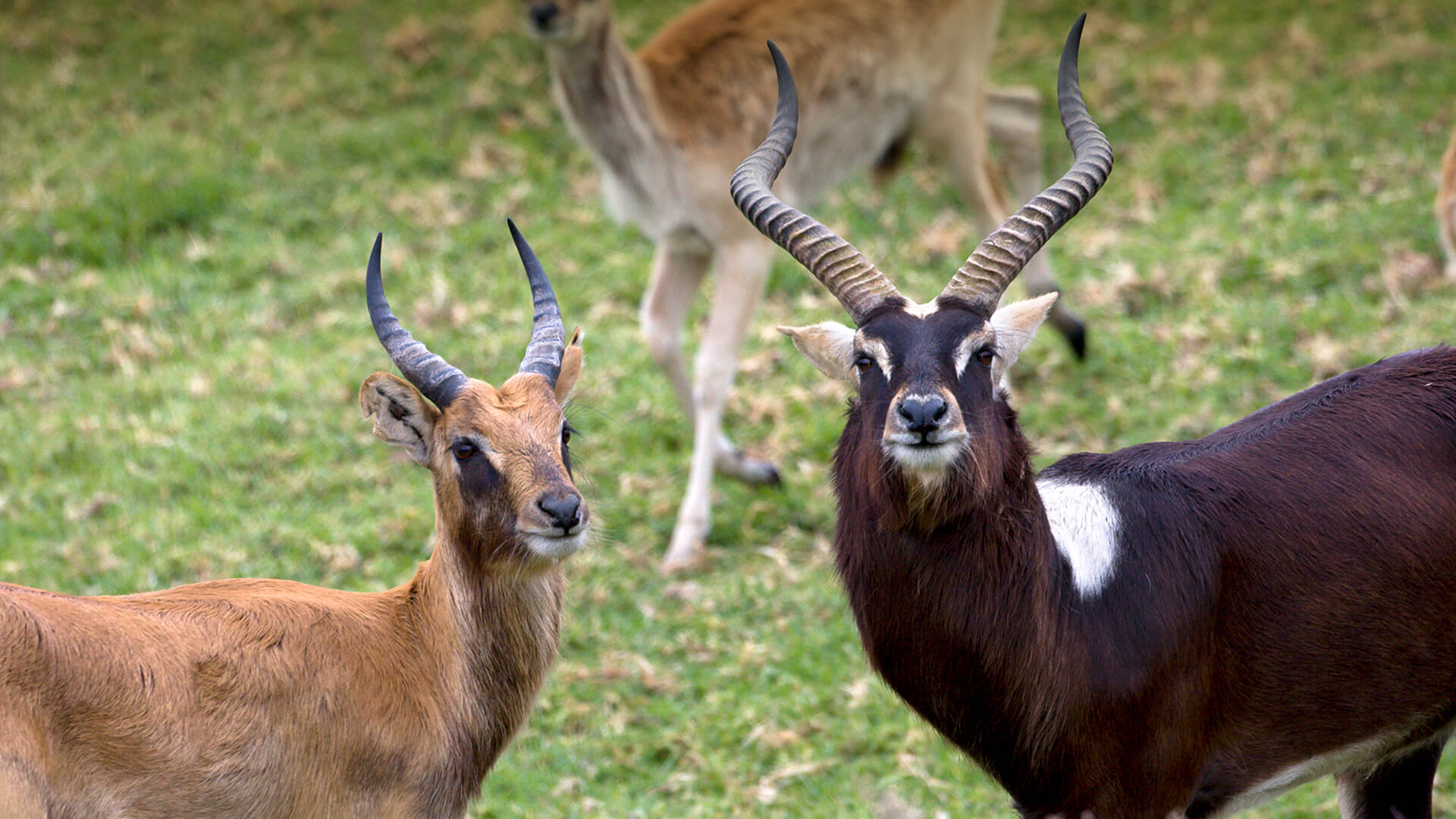 Female Nile lechwe displaying light coat, and male displaying dark coat