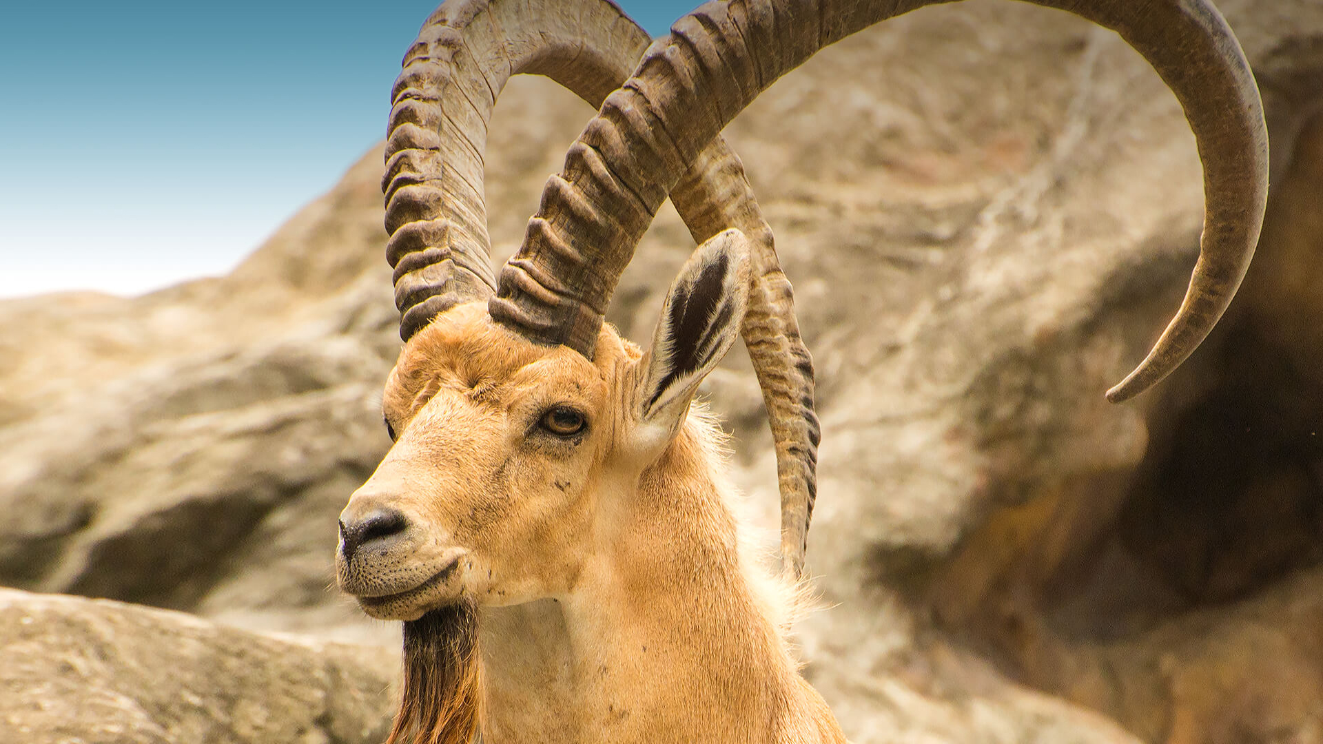 Male Nubian ibex
