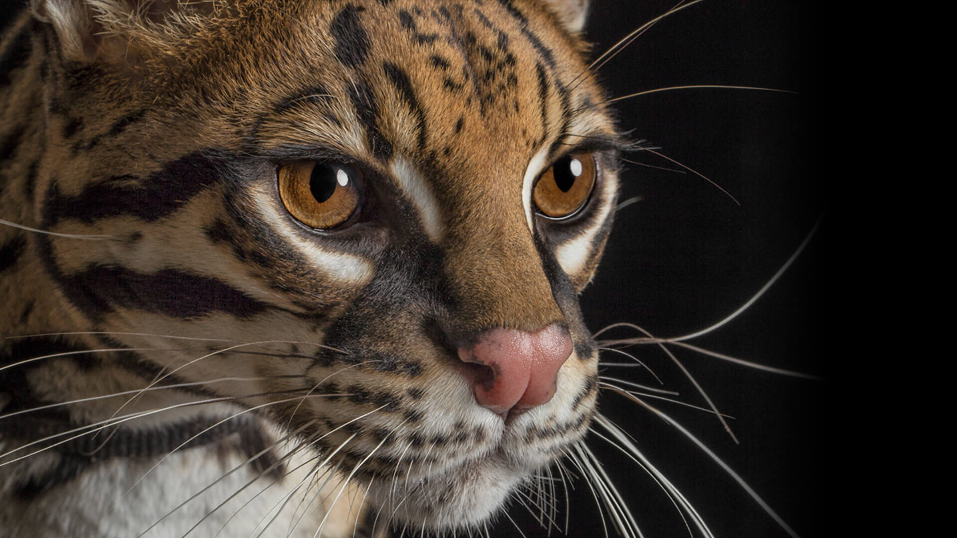 Closeup of an ocelot's face as it looks right