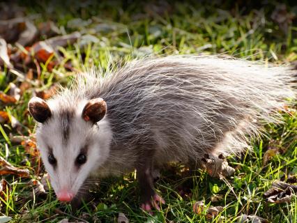 Opposum walking on green grass that is covered with fallen Autumn leaves.