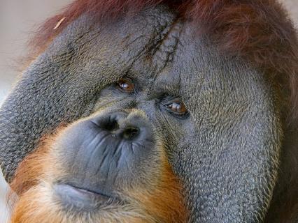 Sumatran orangutan male with cheek pads