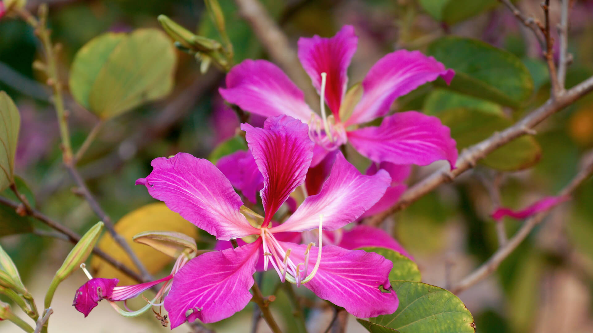 Hong Kong orchid tree blooms