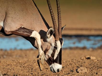 Gemsbok oryx with head lowered