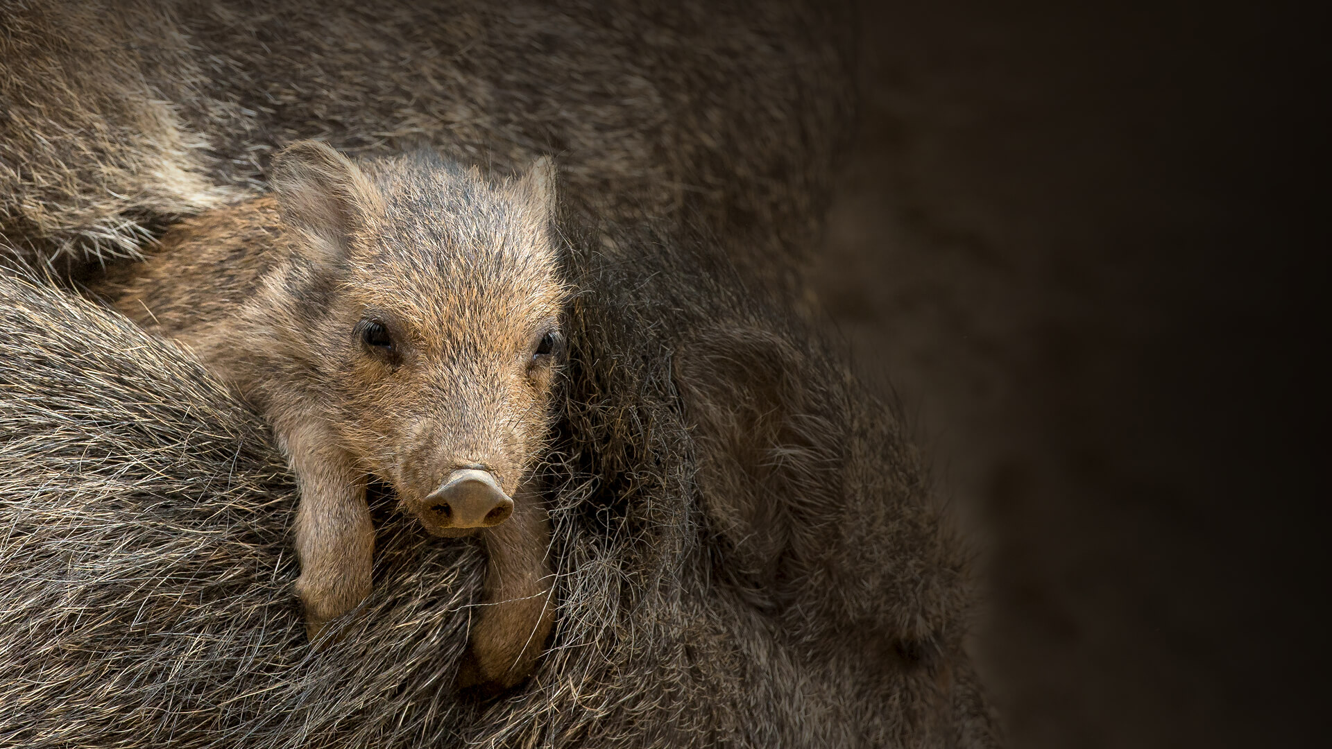 Peccary piglet climbing on mom.
