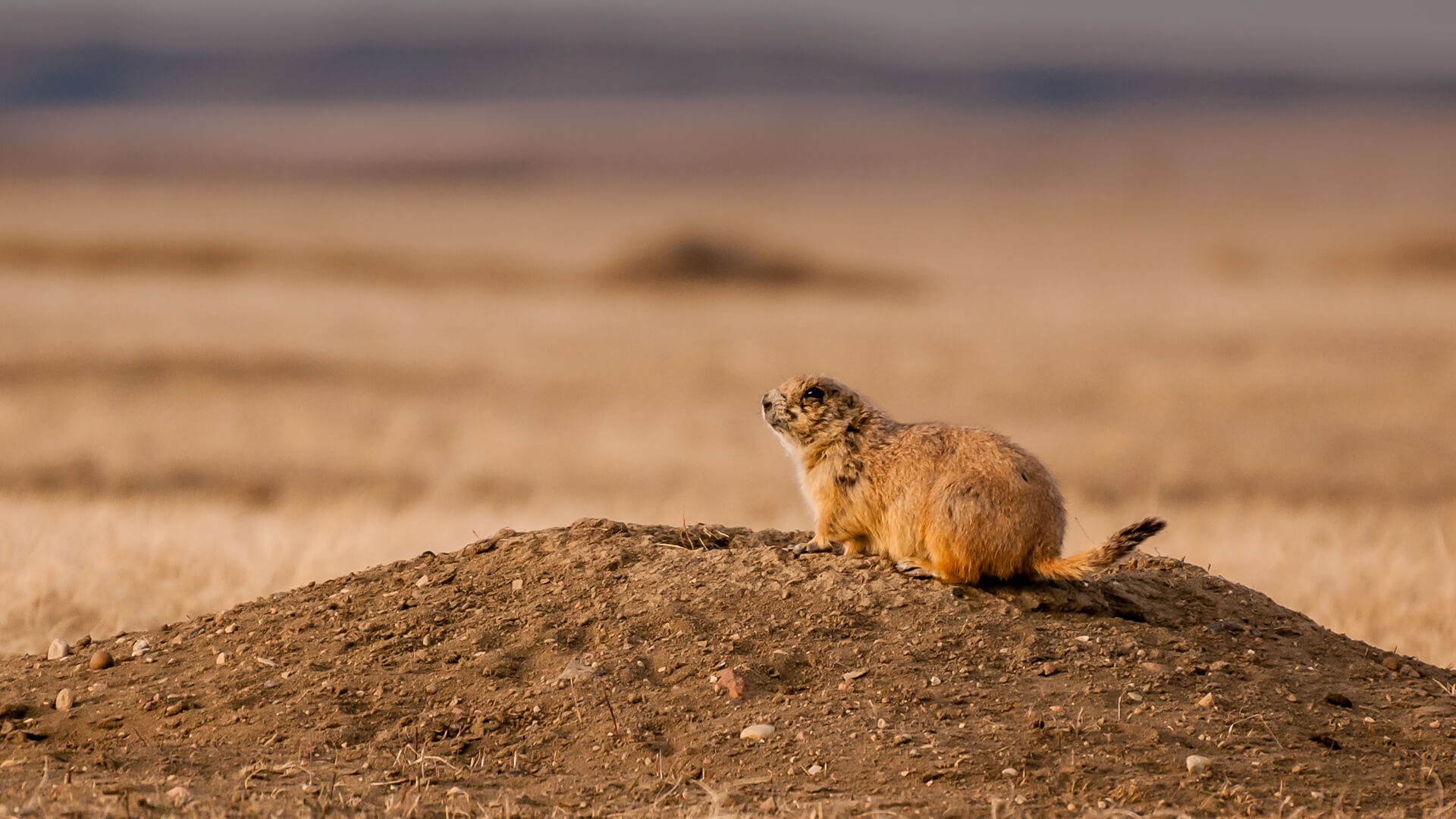 Black-tailed Prairie Dog at Sunset