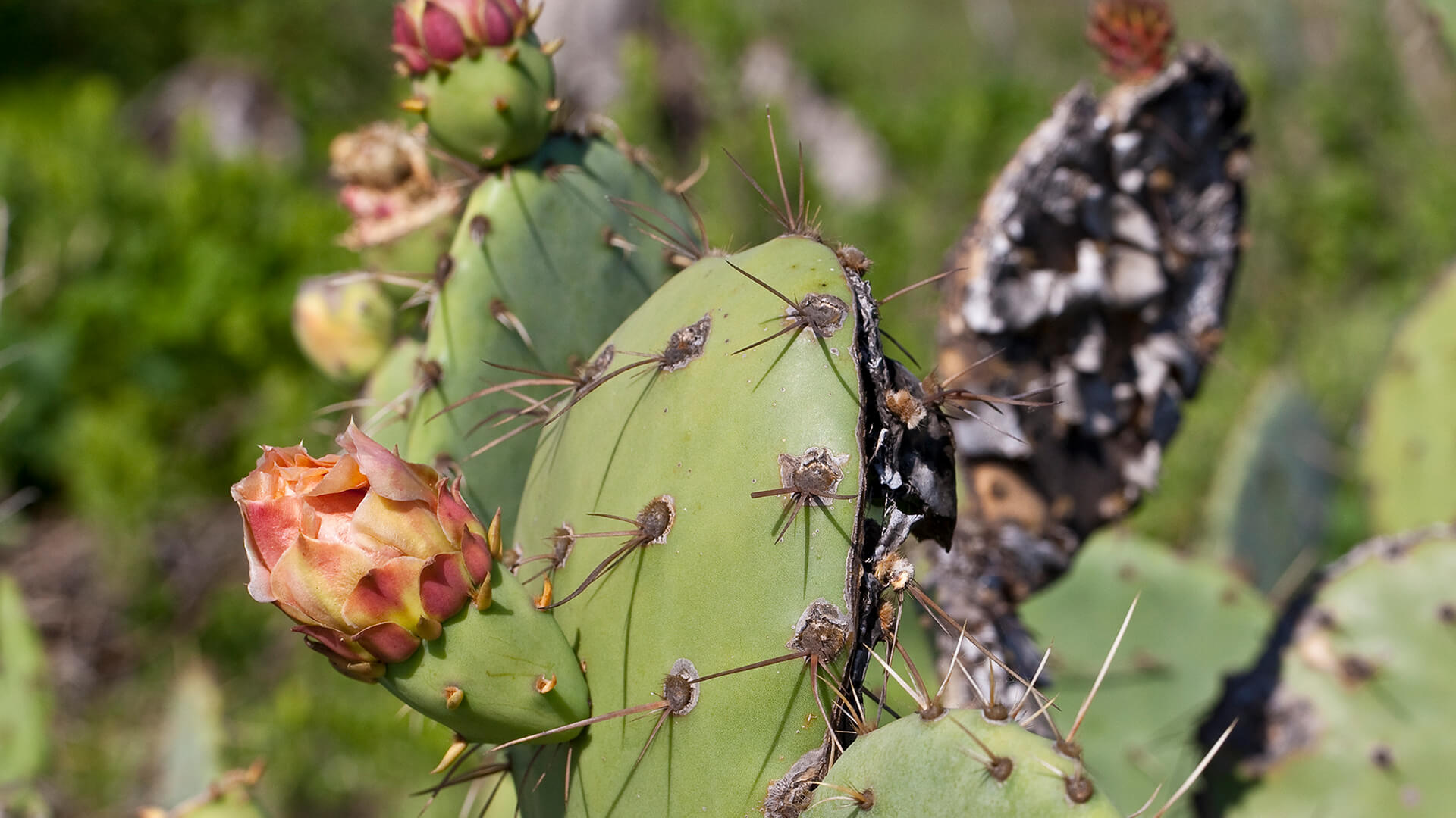 Prickly pear cactus with salmon-colored blooms
