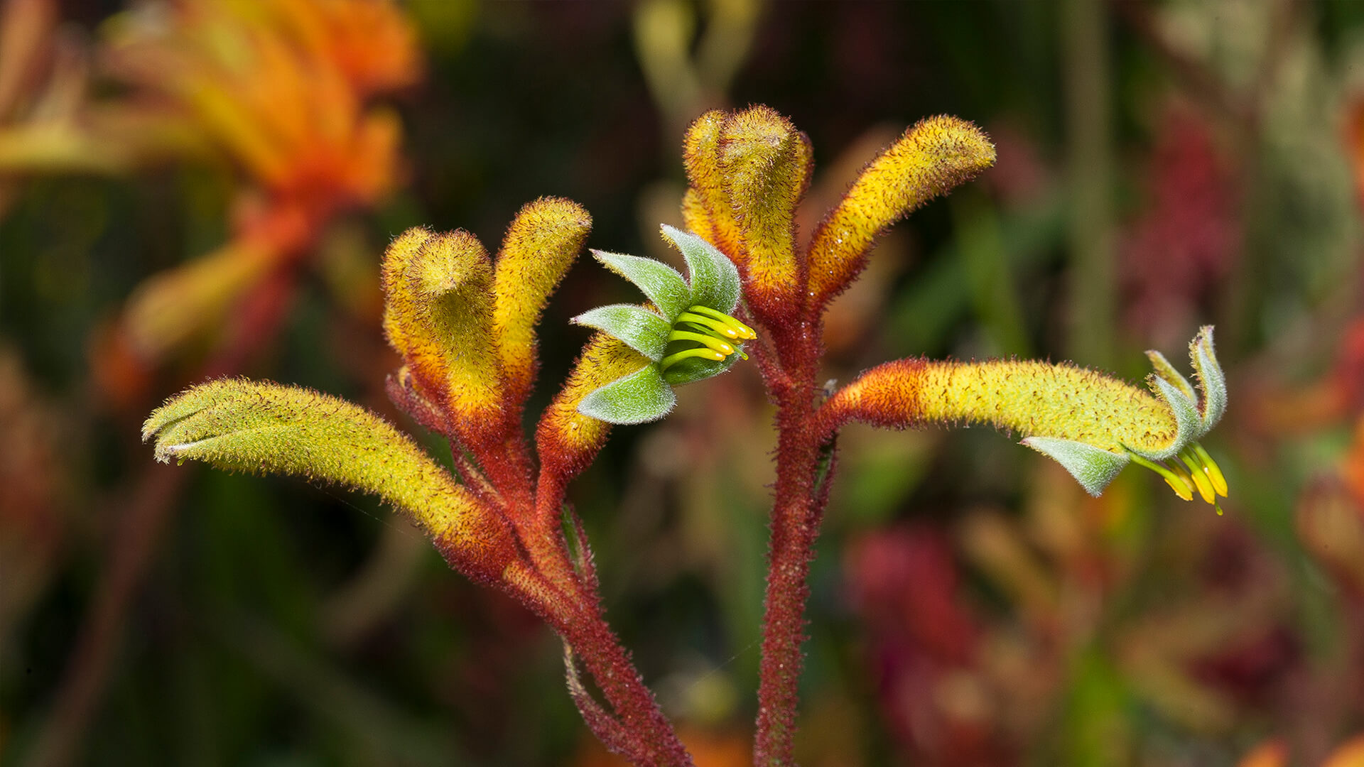 Yellow kangaroo paw flowers