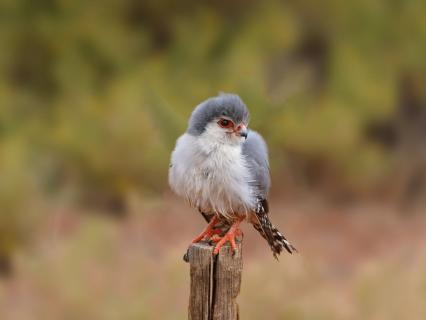 Pygmy falcon perched on a wood pole.