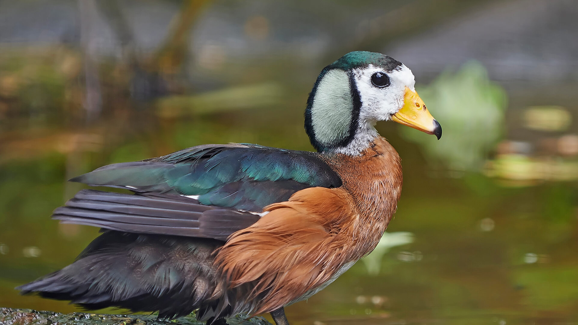 African pygmy goose enjoys a day at the lake