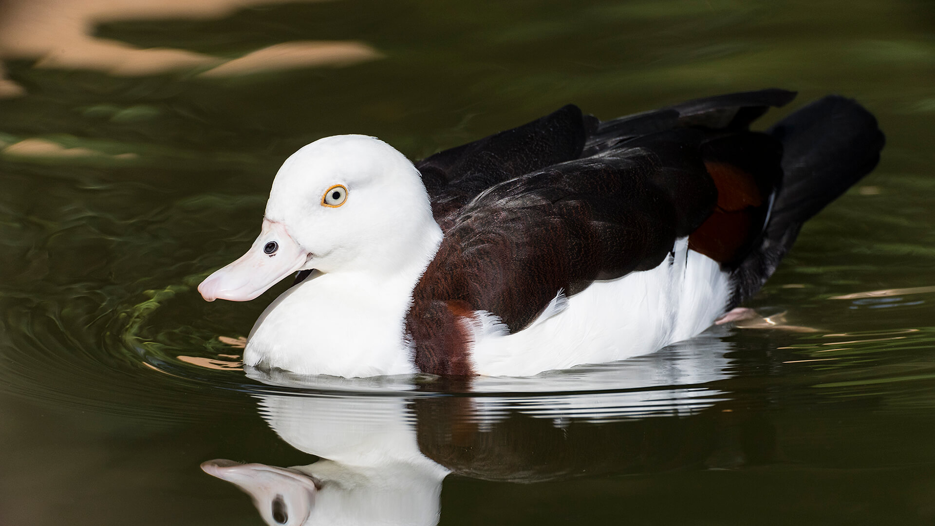 Radjah shelduck