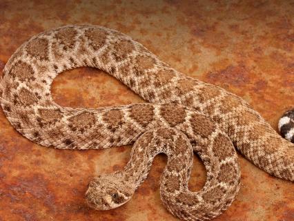 Western diamondback rattlesnake on rust red stone
