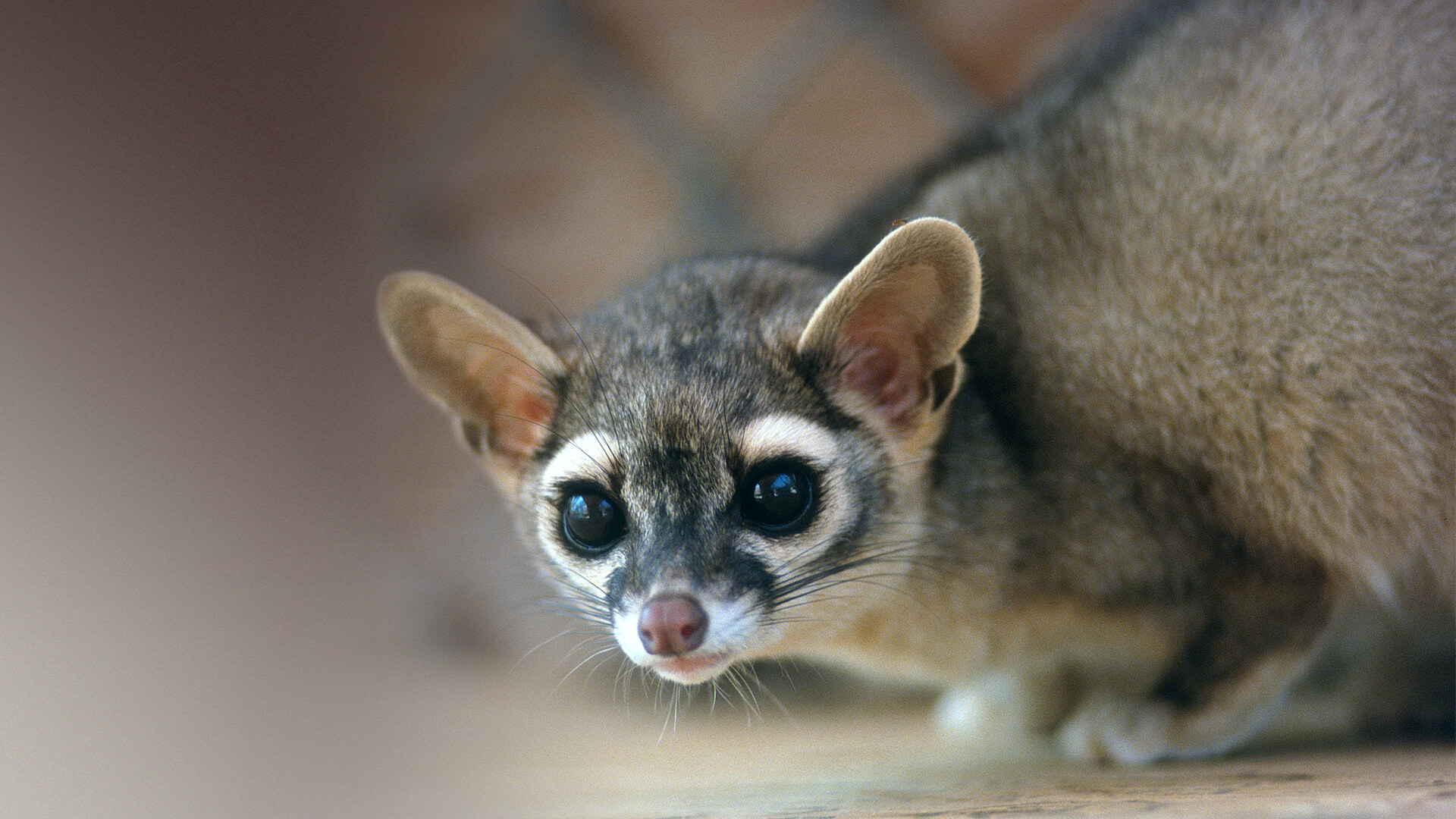 Ringtail crouching.