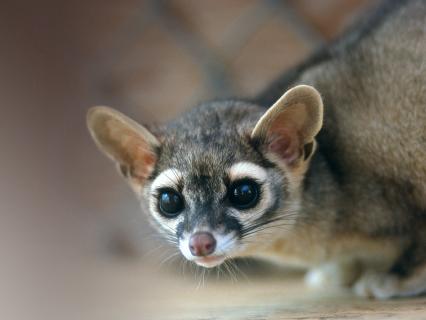 Ringtail crouching.