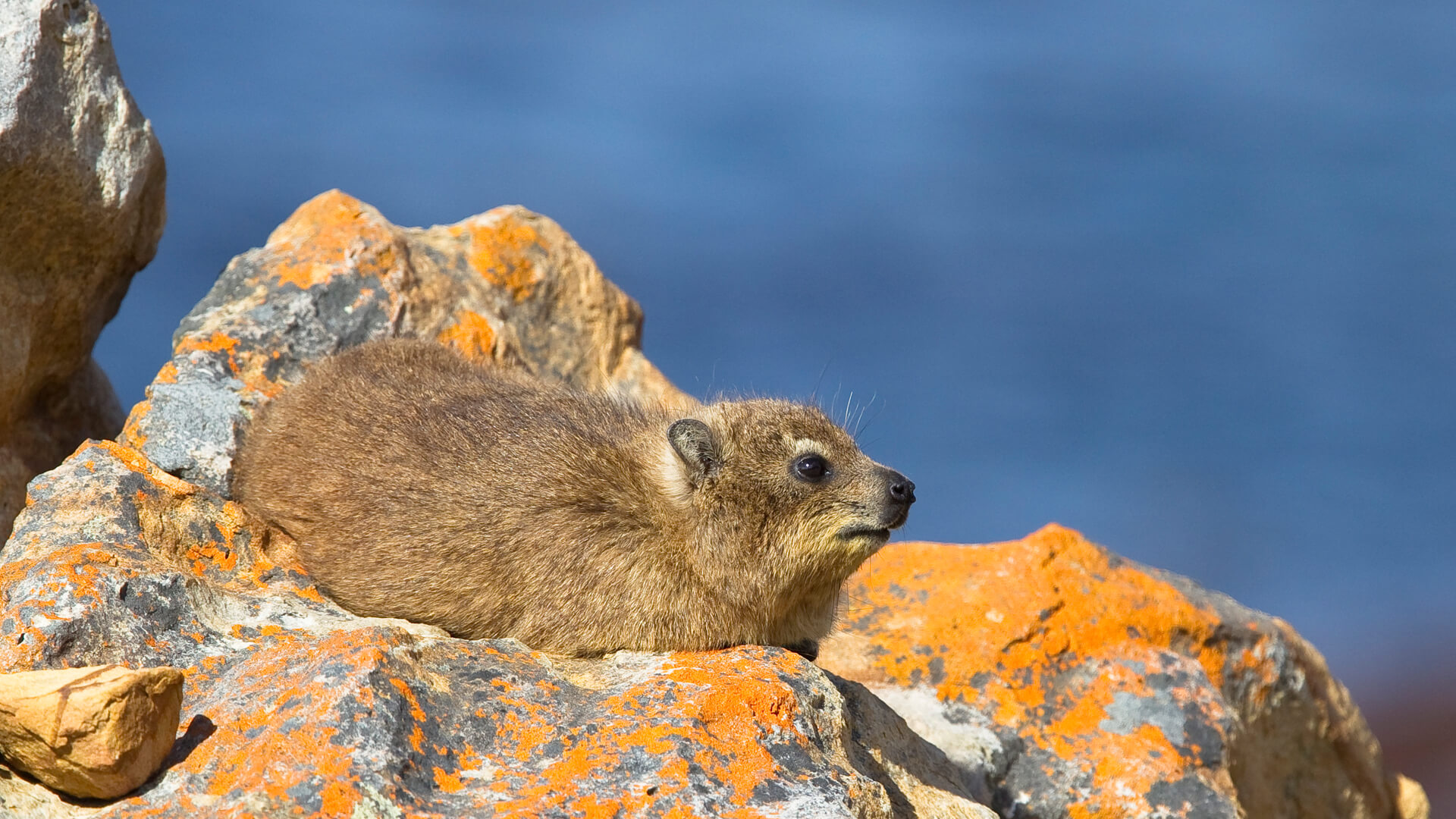 A Rock Hyrax or Dassie, on lichen covered rocks in Cape Peninsula, South Africa