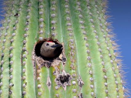 A woodpecker peeks out from a hole it has made in a large saguaro cactus.