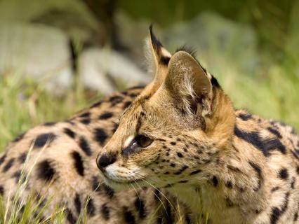 Serval laying in the grass