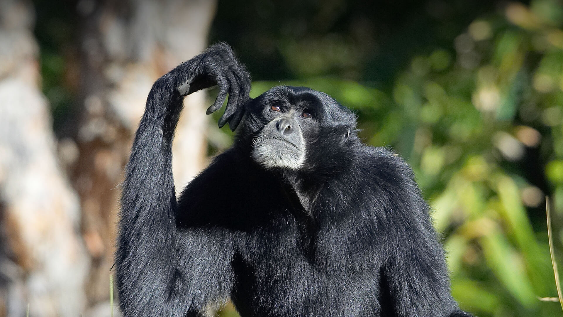 Siamang looks up tot he sky while touching his left ear with his hand, absentmindedly 