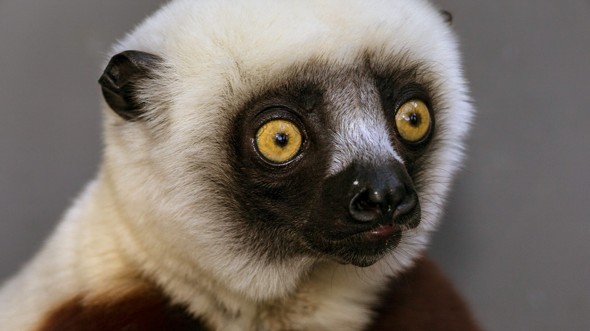 Close-up of a cockerel's sifaka's face, displaying it's large round, yellow eyes.