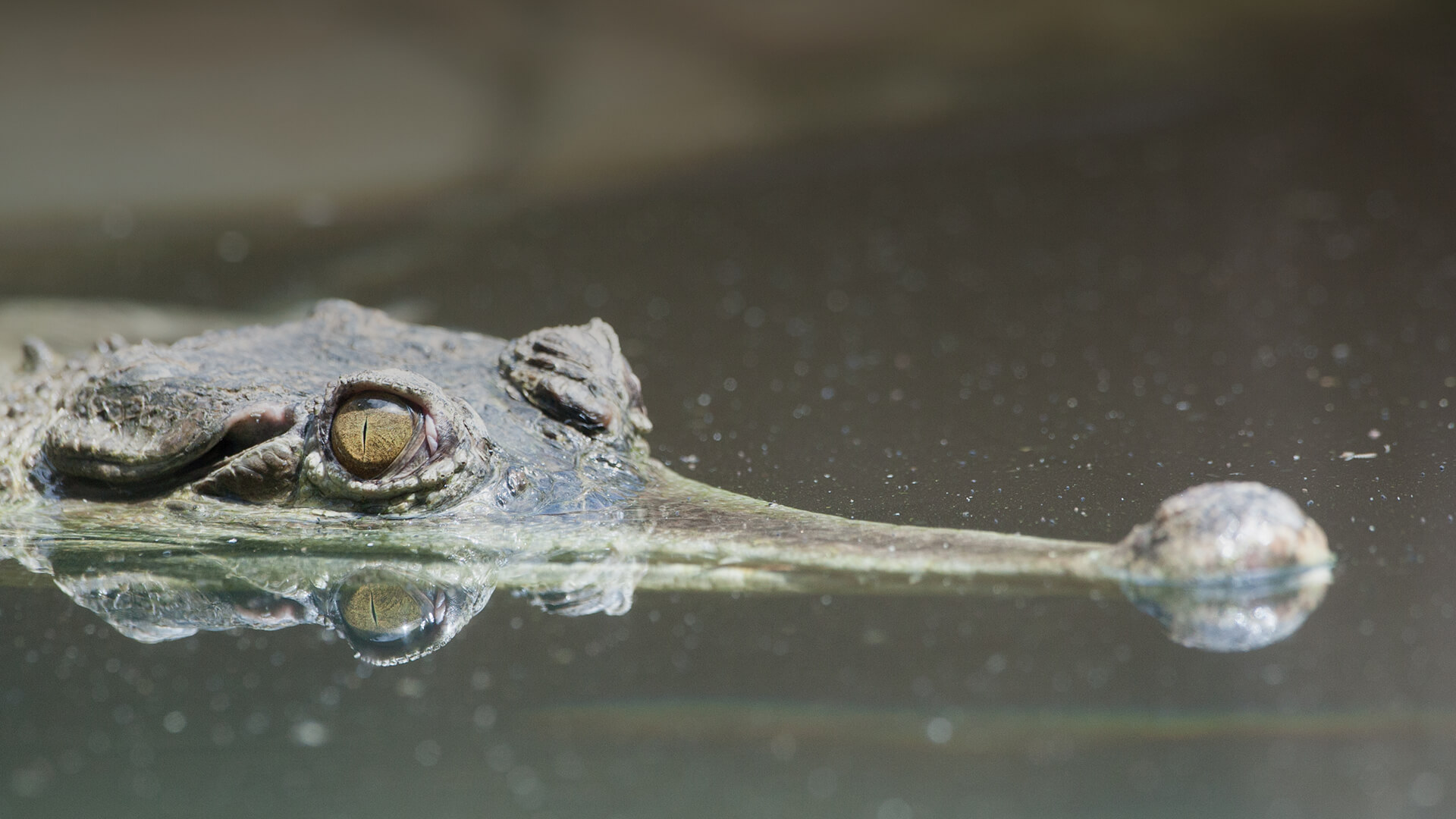 African Slender-snouted crocodile