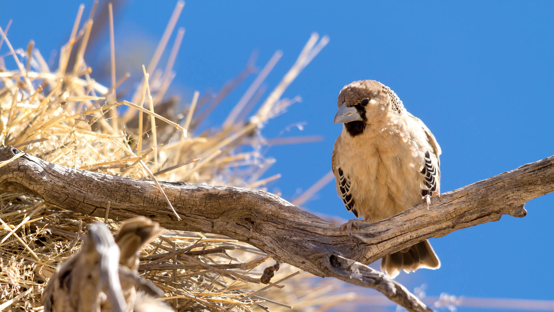 Sociable weaver bird sitting on a branch near its woven nest