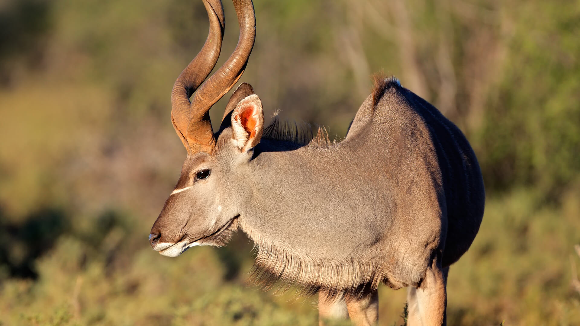 Spiral horned Kudu antelope
