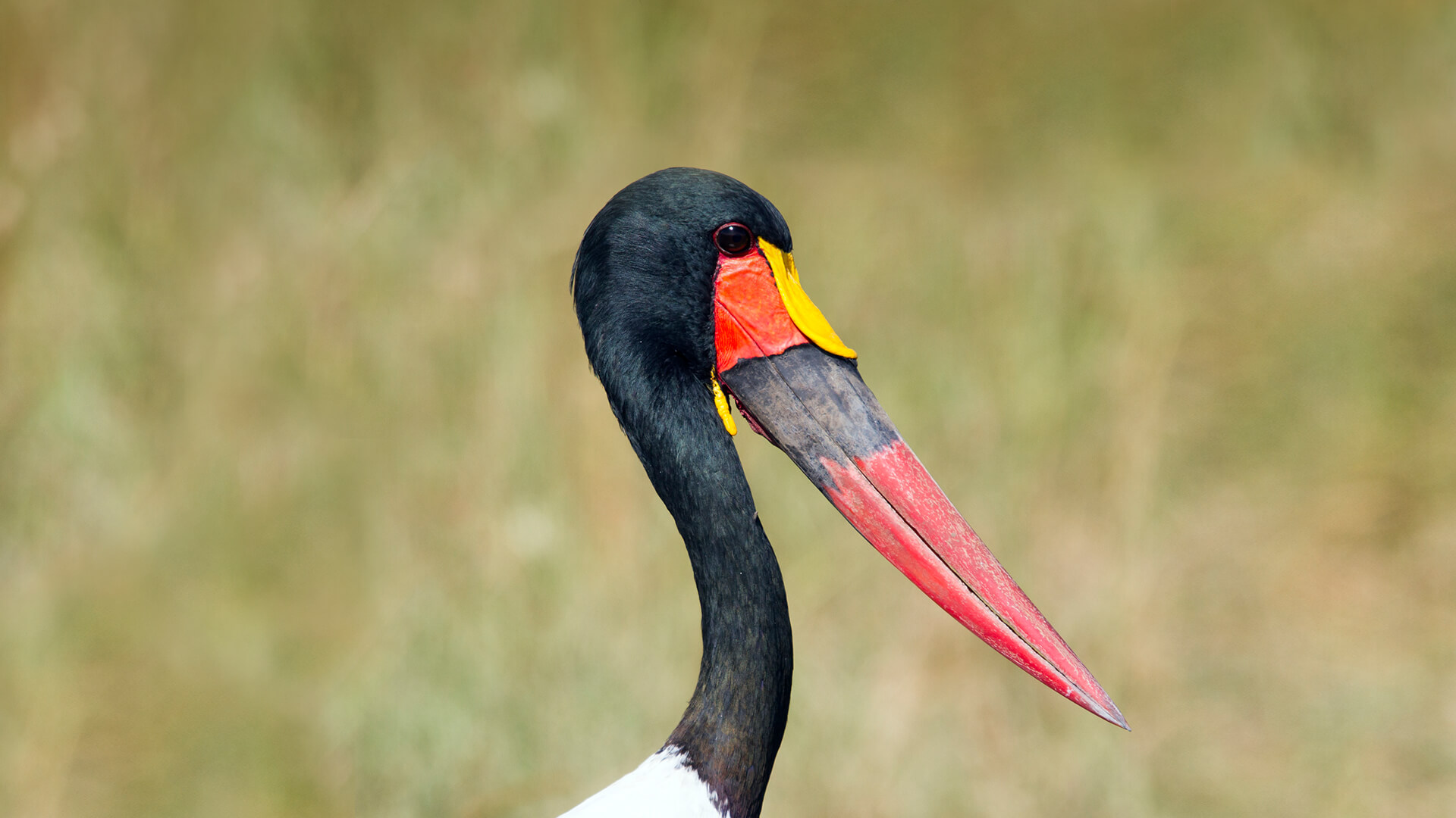 Saddlebill stork