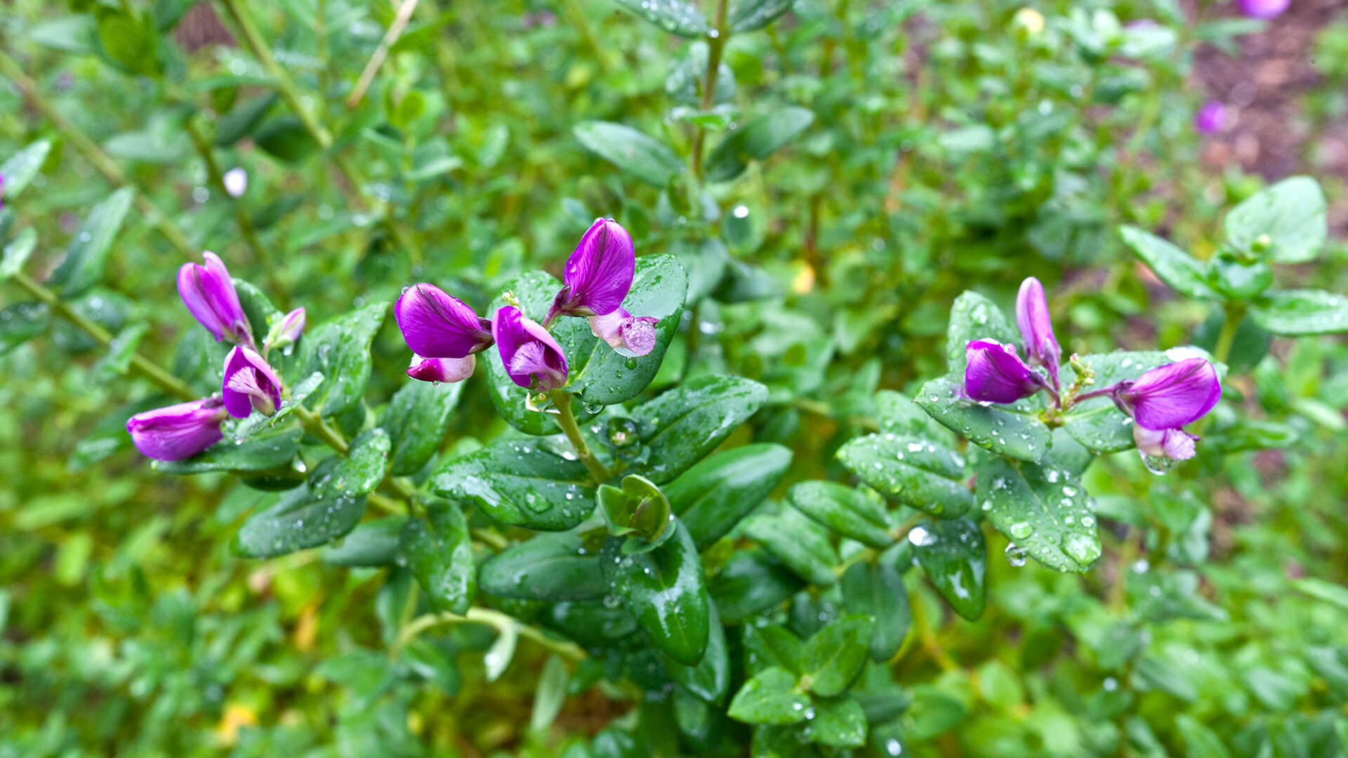 Sweetie bush purple flowers starting to bloom 