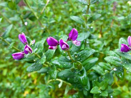 Sweetie bush purple flowers starting to bloom 