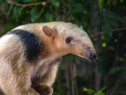 A young tamandua gazes at the camera with a wet nose.