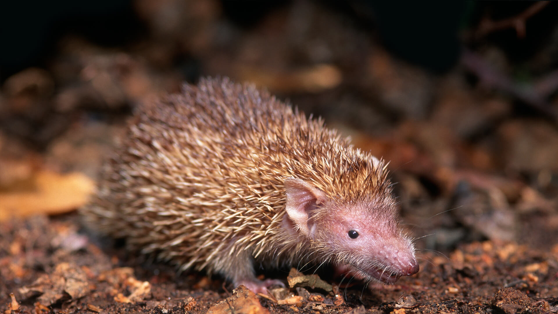 A tiny tenrec standing on soil and dried leaves.