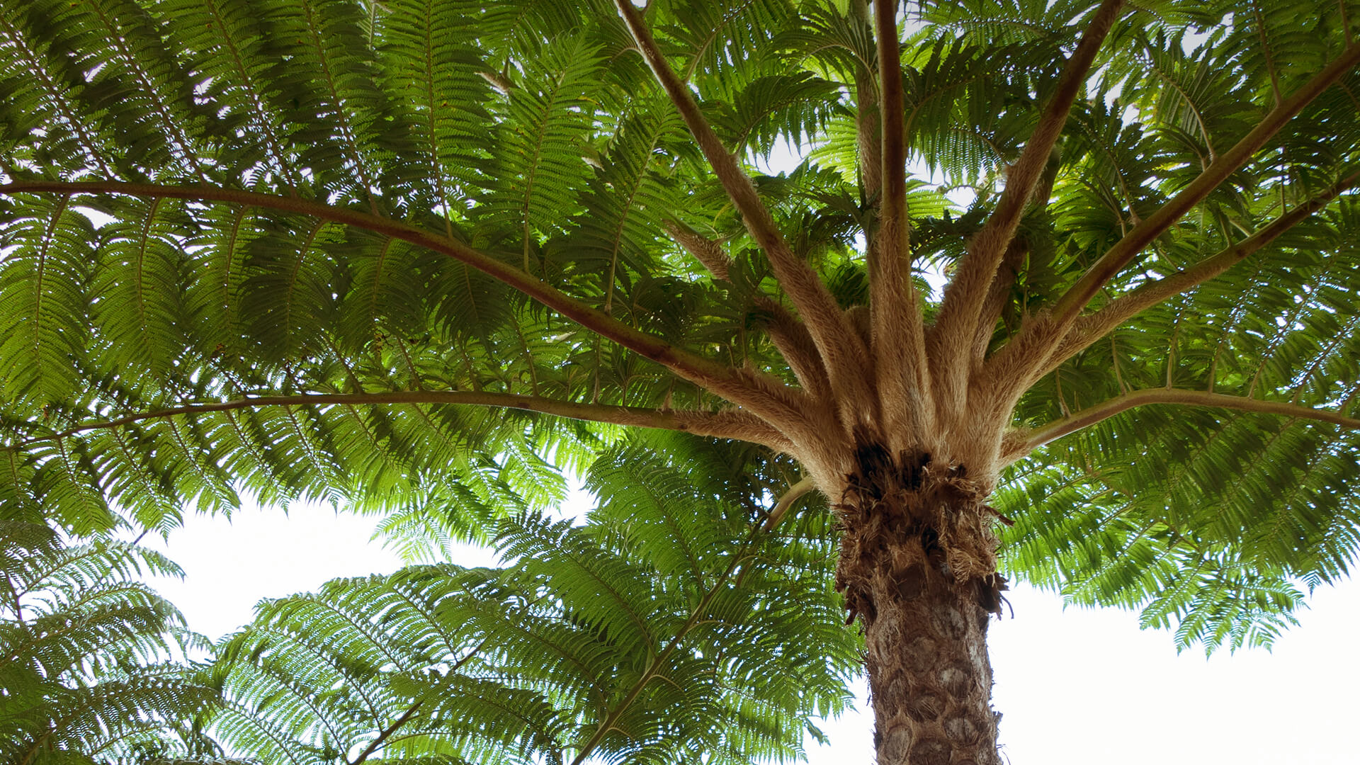 tree fern