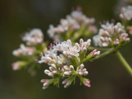 Close-up of a tiny ant crawling on a wild buckwheat's flowers.