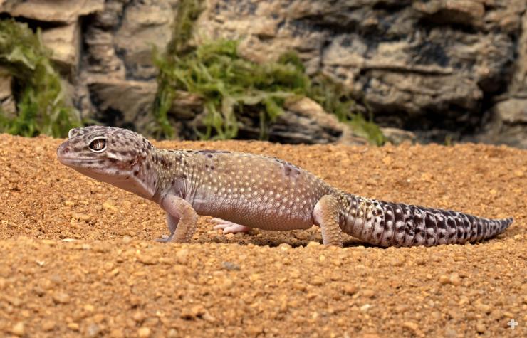 Leopard gecko is a colorful, popular reptile. Its tail is segmented, so if it loses a section, it can regenerate. 