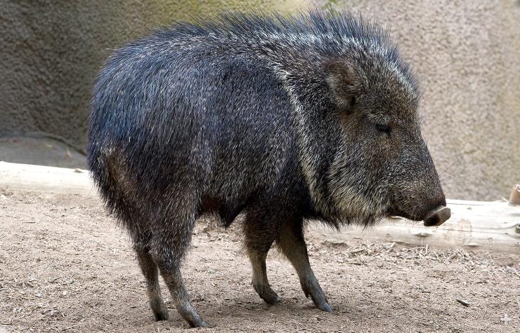 Adult Chacoan peccary.